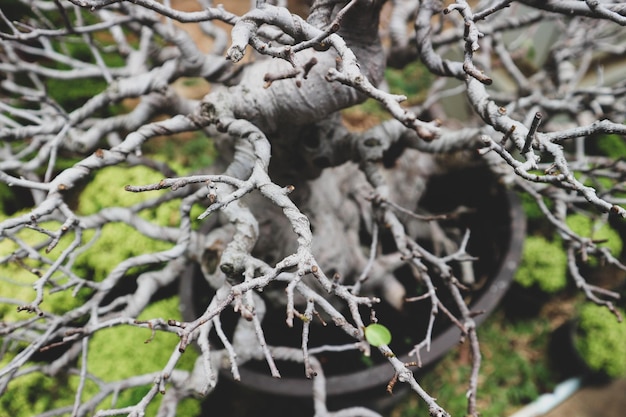 Questa è una foto di vari tipi di bonsai