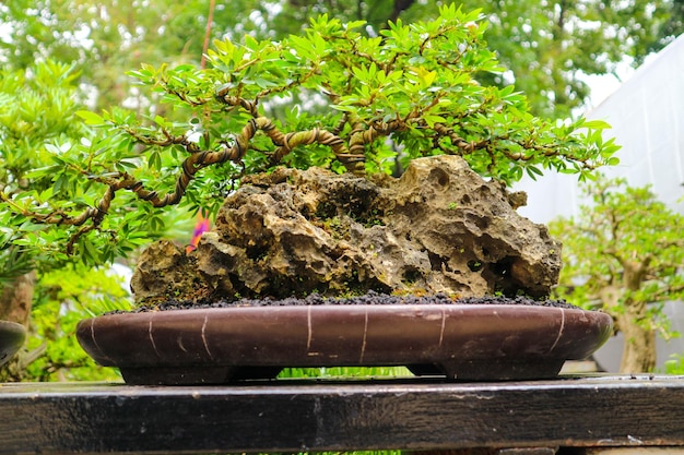 Questa è una foto di vari tipi di bonsai