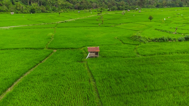 Questa foto racconta la bellezza delle bellissime risaie di Aceh Besar Aceh Indonesia