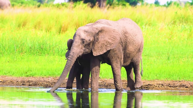 Questa fotografia mette in mostra la straordinaria bellezza e diversità della fauna selvatica che prospera nella sua naturale h