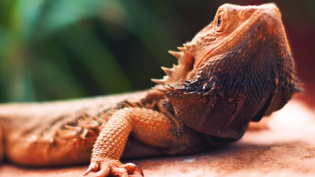 Questa fotografia mette in mostra la straordinaria bellezza e la diversità della fauna selvatica che prospera nella sua naturale h