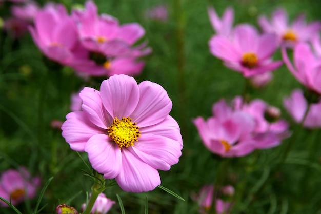 Questa immagine è un fiore rosa.