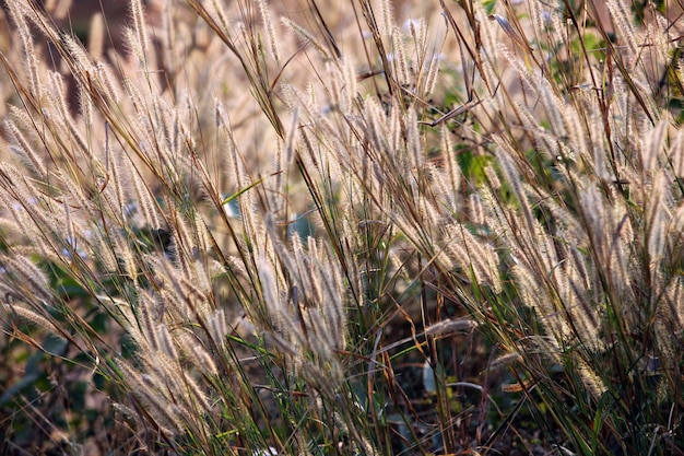 Questa immagine è un sacco di fiori.