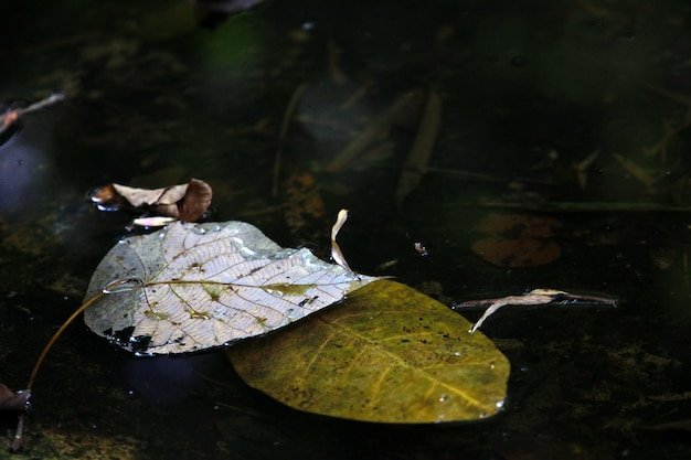 Questa immagine è una foglia nell'acqua.