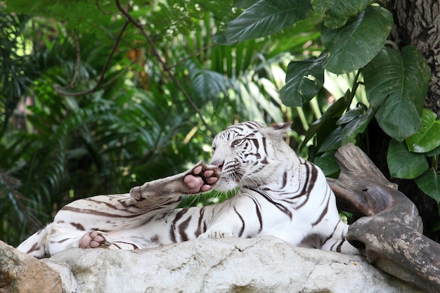 Questa immagine è una tigre bianca.