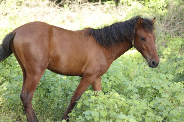 Questo cavallo è in piedi nel prato e l'erba è in piedi