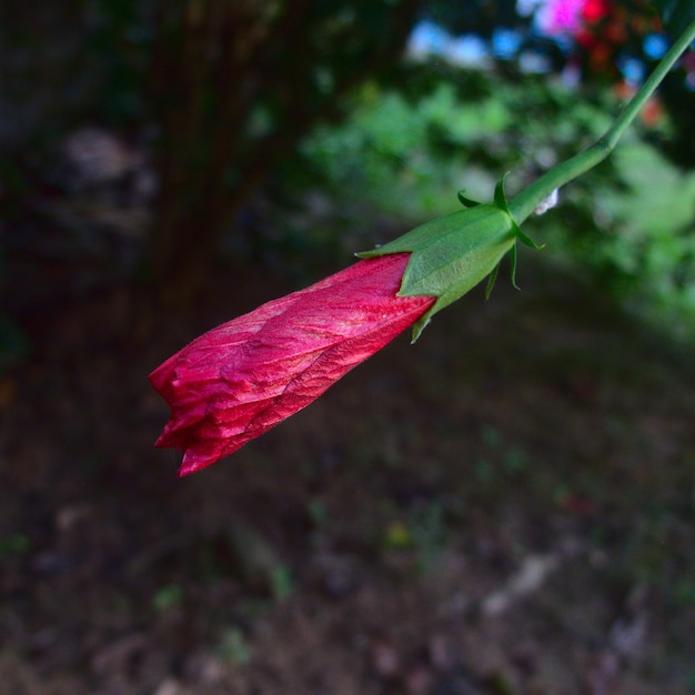 Questo è un fiore di ibisco rosso