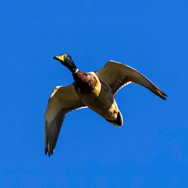 Questo maschio o drake Mallard Duck sta per volare direttamente sopra di noi Questo è l'ultimo scatto in questa sequenza quando si osservano bene la testa e gli occhi di questo bellissimo esemplare