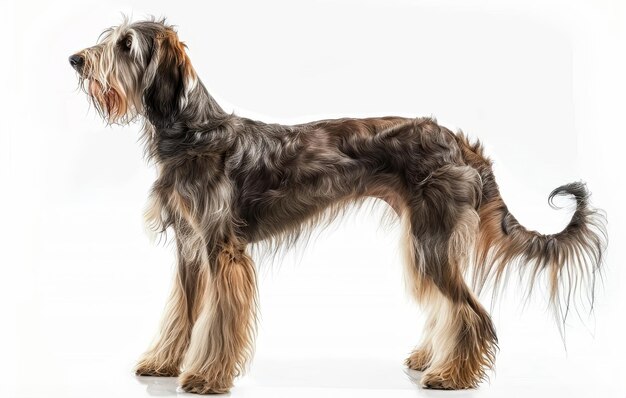 Questo stupendo Afghan Hound nero si erge con una presenza dominante il suo mantello lucido e la sua struttura muscolare mostrano la versatilità e la forza della razza il suo sguardo profondo è incantevole come il suo ricco