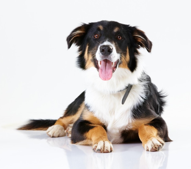 Qui ragazzo Studio shot di un simpatico border collie isolato su bianco