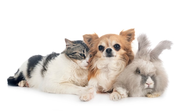 Rabit, gatto e chihuahua