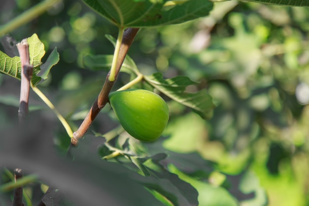 Raccogli fichi maturi frutti succosi frutta fresca dall'albero