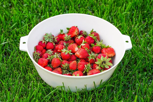 Raccogli fragole deliziose mature in una tazza su erba verde green