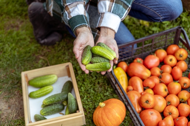 Raccogli i cetrioli e altre verdure