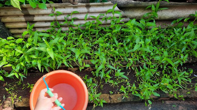 Raccogli il cavolo cappuccio nell'orto di casa 02