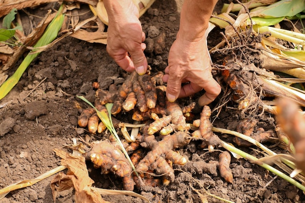 Raccogli la curcuma al mattino