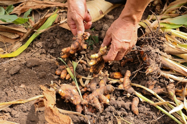 Raccogli la curcuma al mattino