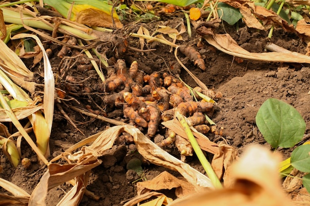 Raccogli la curcuma al mattino