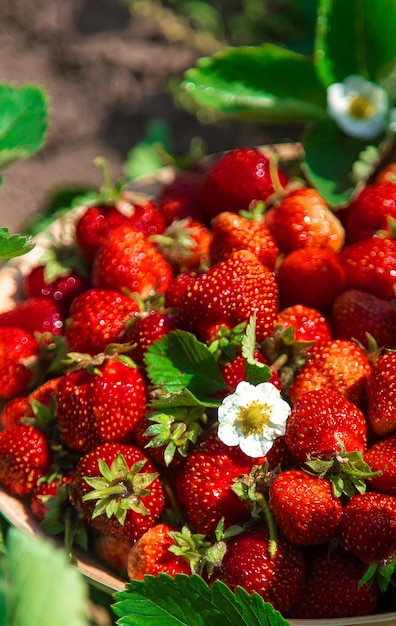 Raccogli le fragole in giardino Messa a fuoco selettiva