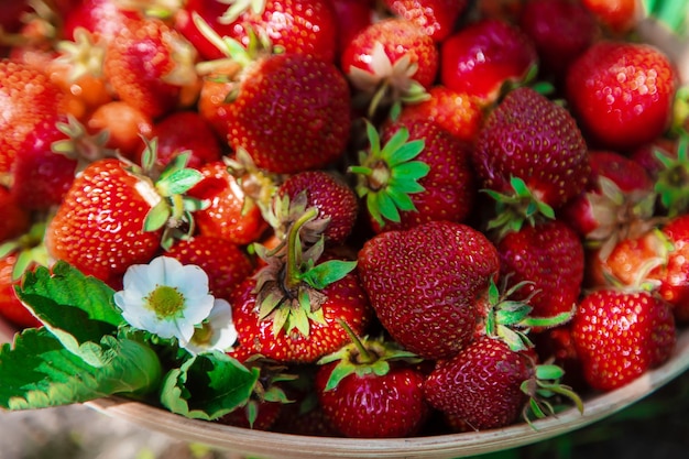 Raccogli le fragole in giardino Messa a fuoco selettiva