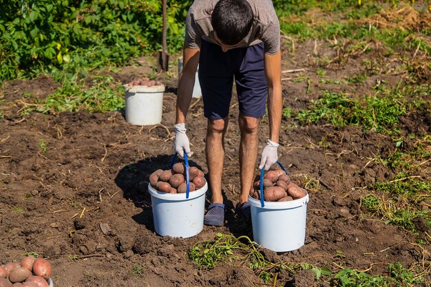 Raccogli le patate nell'orto di un agricoltore. Messa a fuoco selettiva. Natura.