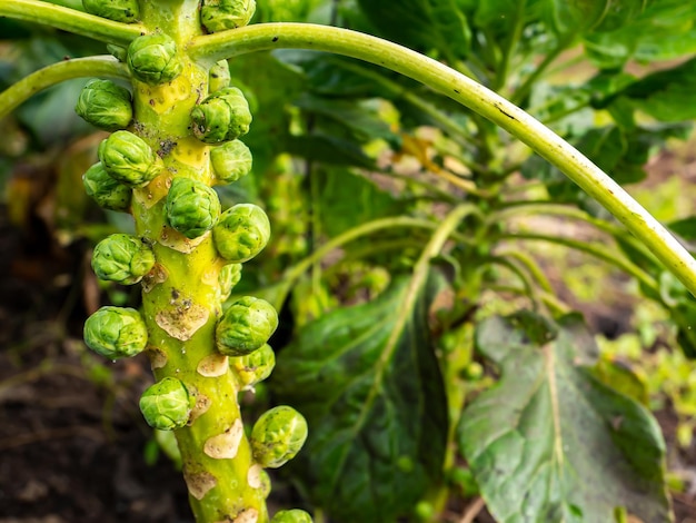 Raccogli le verdure dei cavoletti di Bruxelles in un campo agricolo