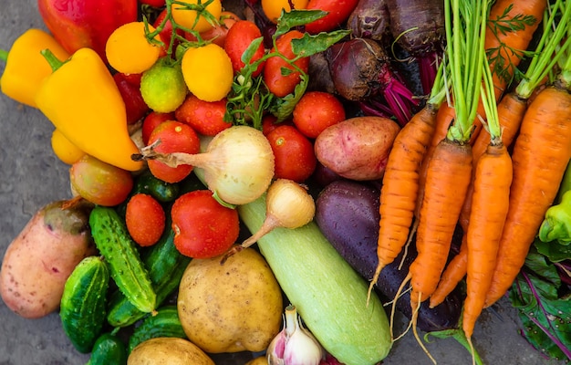 Raccogli le verdure in giardino Messa a fuoco selettiva