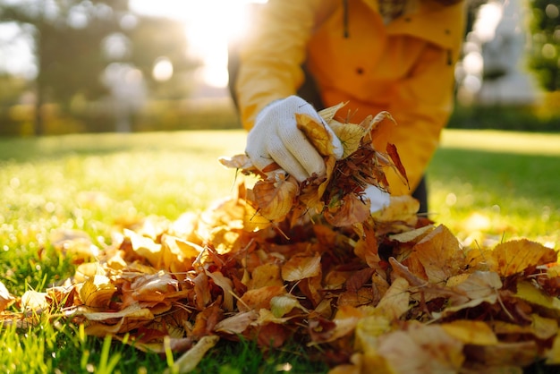 Raccoglie a mano e impila le foglie autunnali cadute Concetto di pulizia volontaria Giardinaggio stagionale