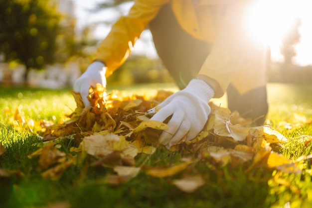 Raccoglie a mano e impila le foglie autunnali cadute Concetto di pulizia volontaria Giardinaggio stagionale