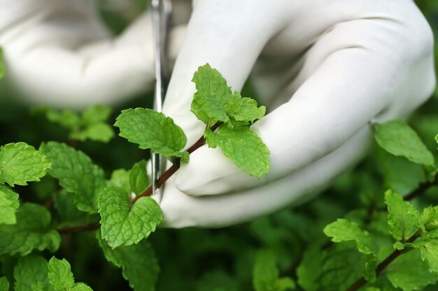 Raccogliere foglie di menta in un giardino