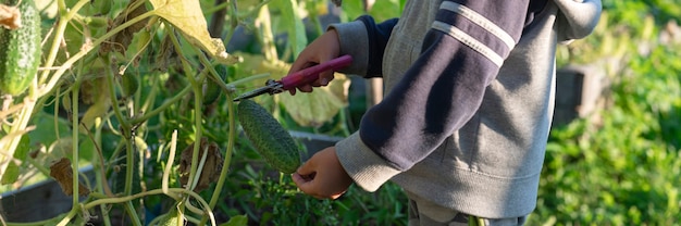 Raccogliere i cetrioli delle colture in autunno. cetriolo nelle mani di un ragazzino che raccoglie con le forbici.