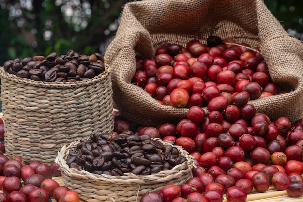 raccogliere il caffè