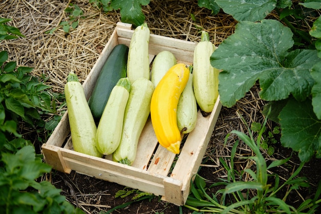 Raccogliere la zucca e le zucchine più fresche in un giardino. Vendemmia autunnale.