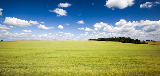 raccogliere segale o grano