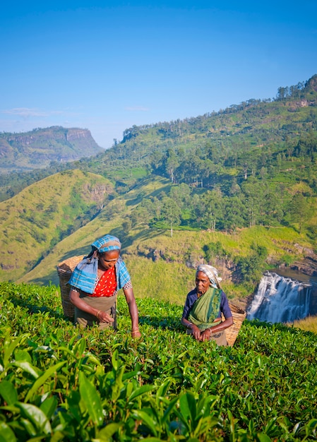 Raccoglitori di tè in una piantagione dello Sri Lanka