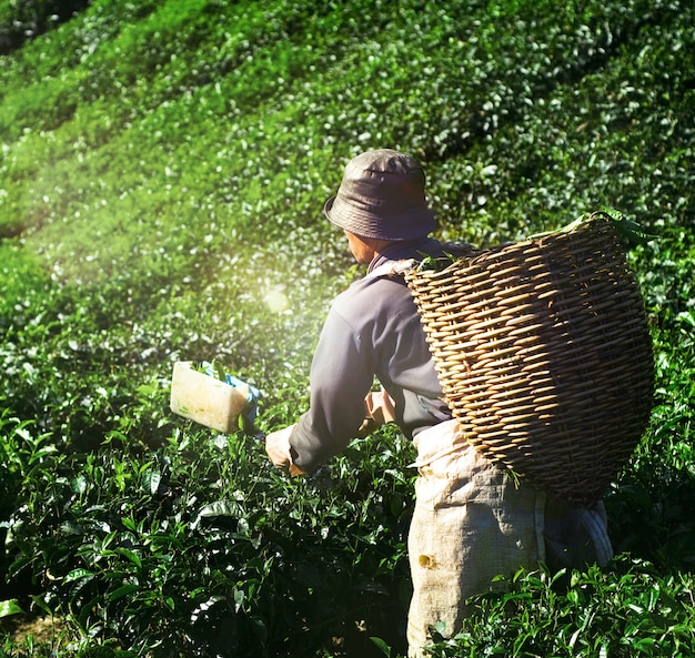 Raccoglitrice che raccoglie concetto organico di verde della natura delle foglie di tè