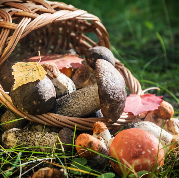 Raccolga il boletus marrone del cappuccio in un canestro