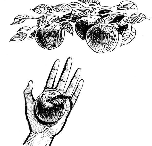 Raccolta a mano della mela dal ramo dell'albero. Disegno a inchiostro in bianco e nero