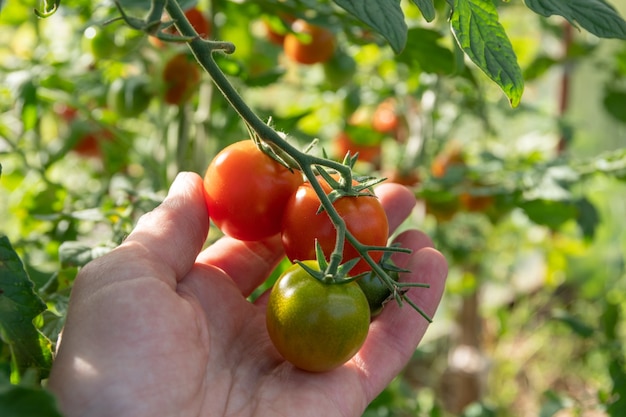 Raccolta a mano piccoli pomodori maturi rossi da un ramo, primo piano. Pomodorini in crescita in giardino. Dieta cibo naturale concetto fatto in casa