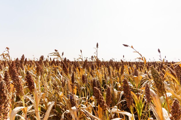 Raccolta autunnale del sorgo nel nord-est della Cina in ottobre