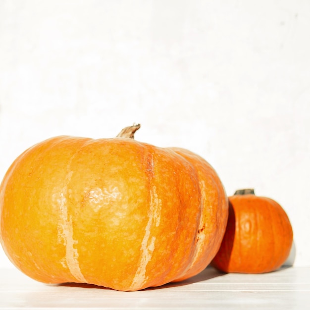 Raccolta autunnale Deliziose due zucche arancioni fresche su uno sfondo di legno bianco nel giardino