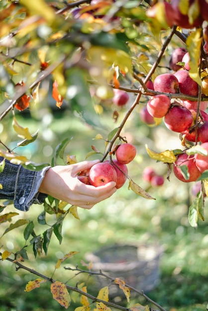 raccolta autunnale di mele rosse biologiche