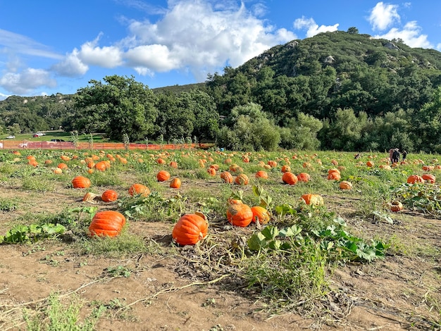 Raccolta autunnale di zucche arancione sul campo degli agricoltori sul fianco della collina foto di alta qualità