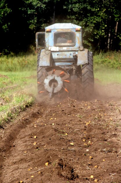 raccolta dei campi di patate in autunno, orto