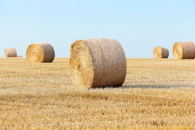 Raccolta dei cereali