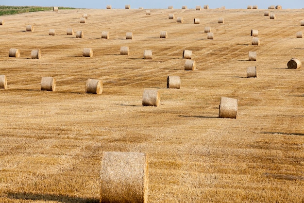 Raccolta dei cereali