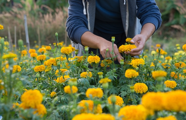 Raccolta dei fiori È rilassante