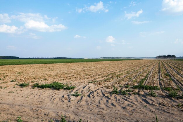 Raccolta del campo di cipolle