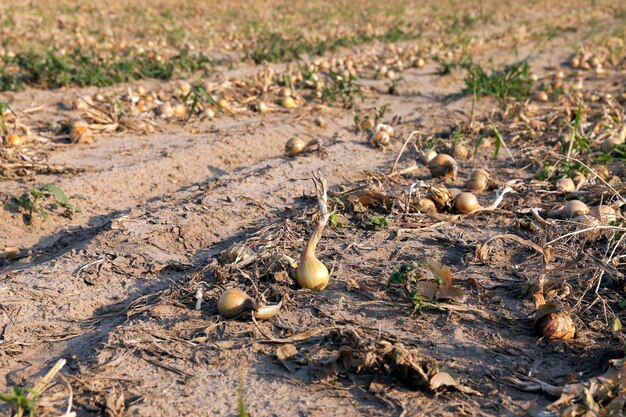 Raccolta del campo di cipolle