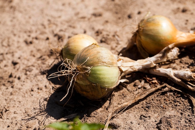 Raccolta del campo di cipolle